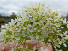 Lepidium chalepense