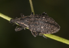 Lepyrus oregonus