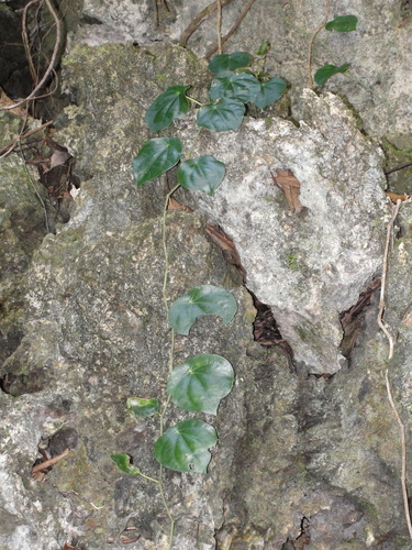 Piper fragile observed 2013-03-16