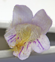 Penstemon eriantherus cleburnei