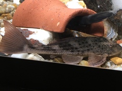 Hypostomus
