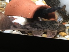 Hypostomus