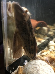 Hypostomus