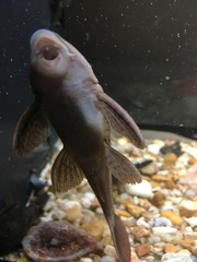 Hypostomus