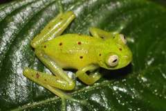 Nymphargus grandisonae
