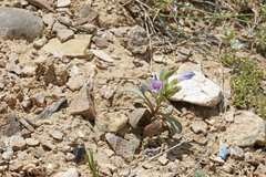 Penstemon eriantherus cleburnei
