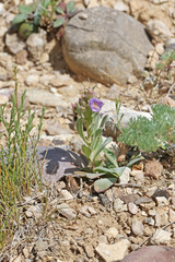 Penstemon eriantherus cleburnei