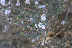 Ceanothus cuneatus ramulosus