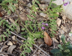 Astragalus nuttallianus