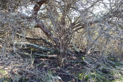 Ceanothus cuneatus ramulosus