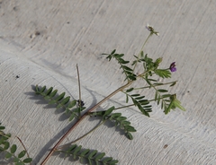 Astragalus nuttallianus
