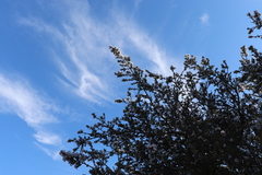 Ceanothus cuneatus ramulosus