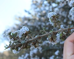 Ceanothus cuneatus ramulosus