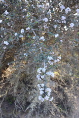Ceanothus cuneatus ramulosus