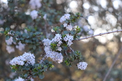 Ceanothus cuneatus ramulosus
