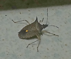 Proxys albopunctulatus