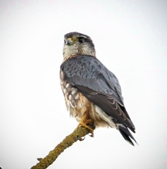 Falco columbarius