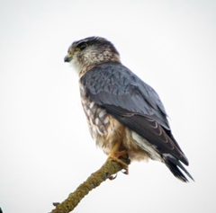 Falco columbarius