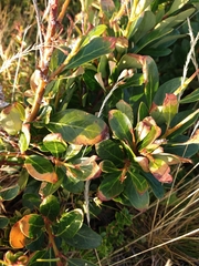 Embothrium coccineum