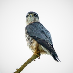 Falco columbarius