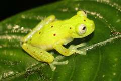 Nymphargus grandisonae
