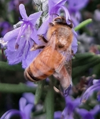 Apis mellifera