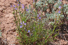 Penstemon goodrichii