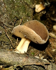 Helvella solitaria