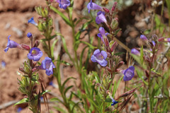 Penstemon goodrichii