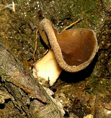 Helvella solitaria