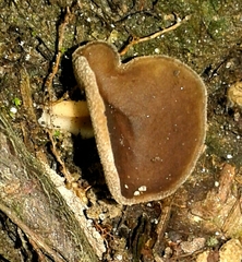 Helvella solitaria
