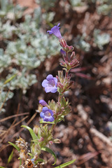 Penstemon goodrichii
