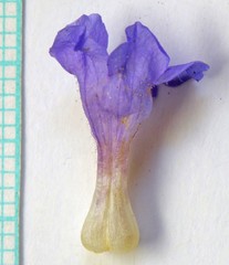 Penstemon goodrichii