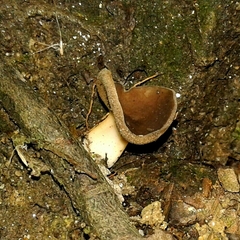 Helvella solitaria