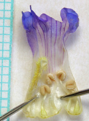 Penstemon goodrichii