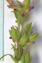 Penstemon goodrichii