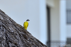 Pitangus sulphuratus