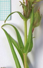 Penstemon goodrichii