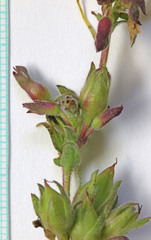 Penstemon goodrichii