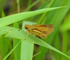 Parnara amalia