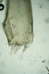 Aquilonium plicatulum