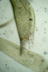 Aquilonium plicatulum