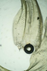 Aquilonium plicatulum