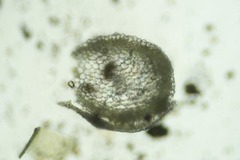 Aquilonium plicatulum