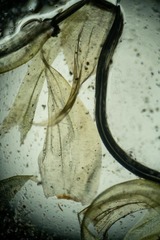 Aquilonium plicatulum