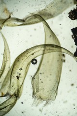 Aquilonium plicatulum