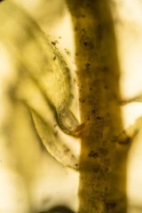 Aquilonium plicatulum