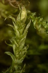 Aquilonium plicatulum