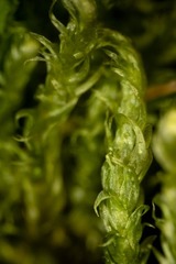 Aquilonium plicatulum