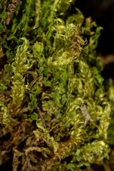 Aquilonium plicatulum